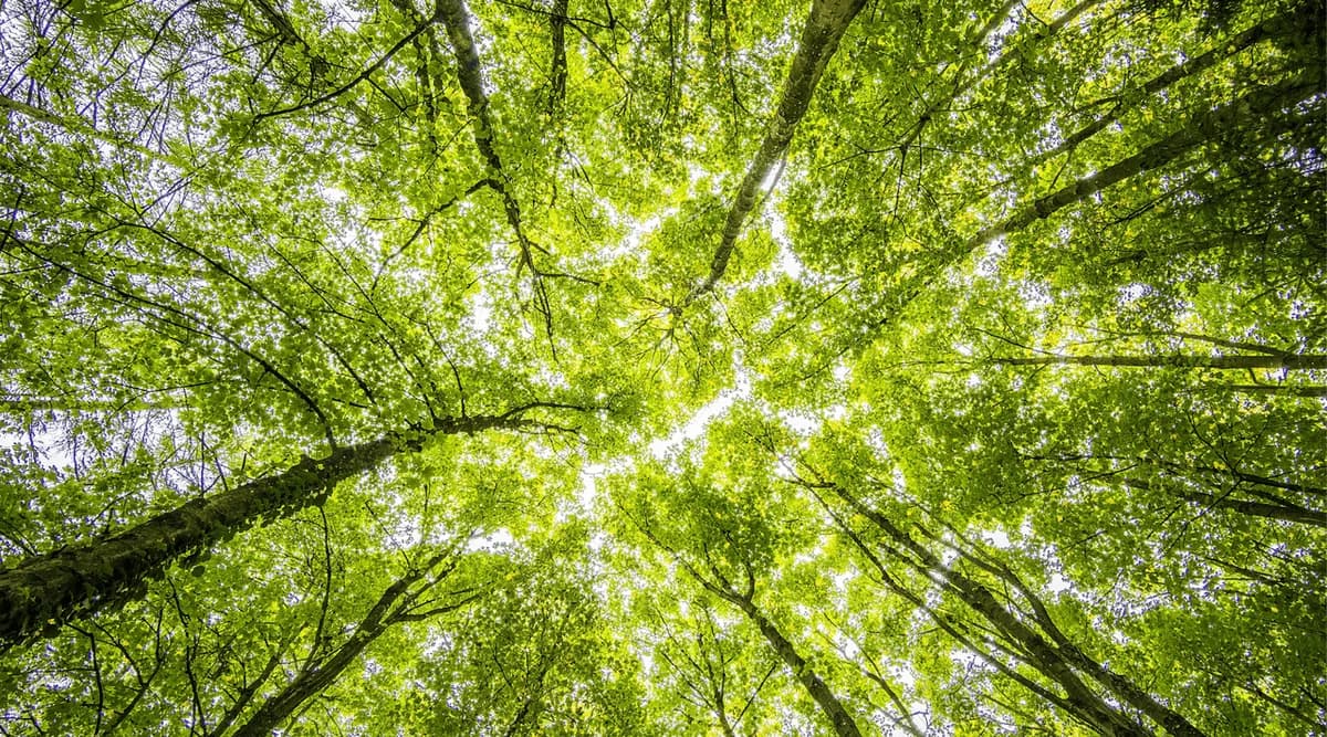 Canopée d'arbres, symbole de durabilité et de respect de l'environnement